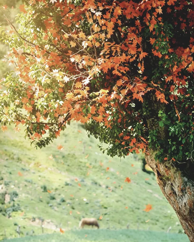 Autumn Haze